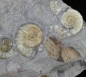 Promicroceras Ammonite Cluster - England #30739-1